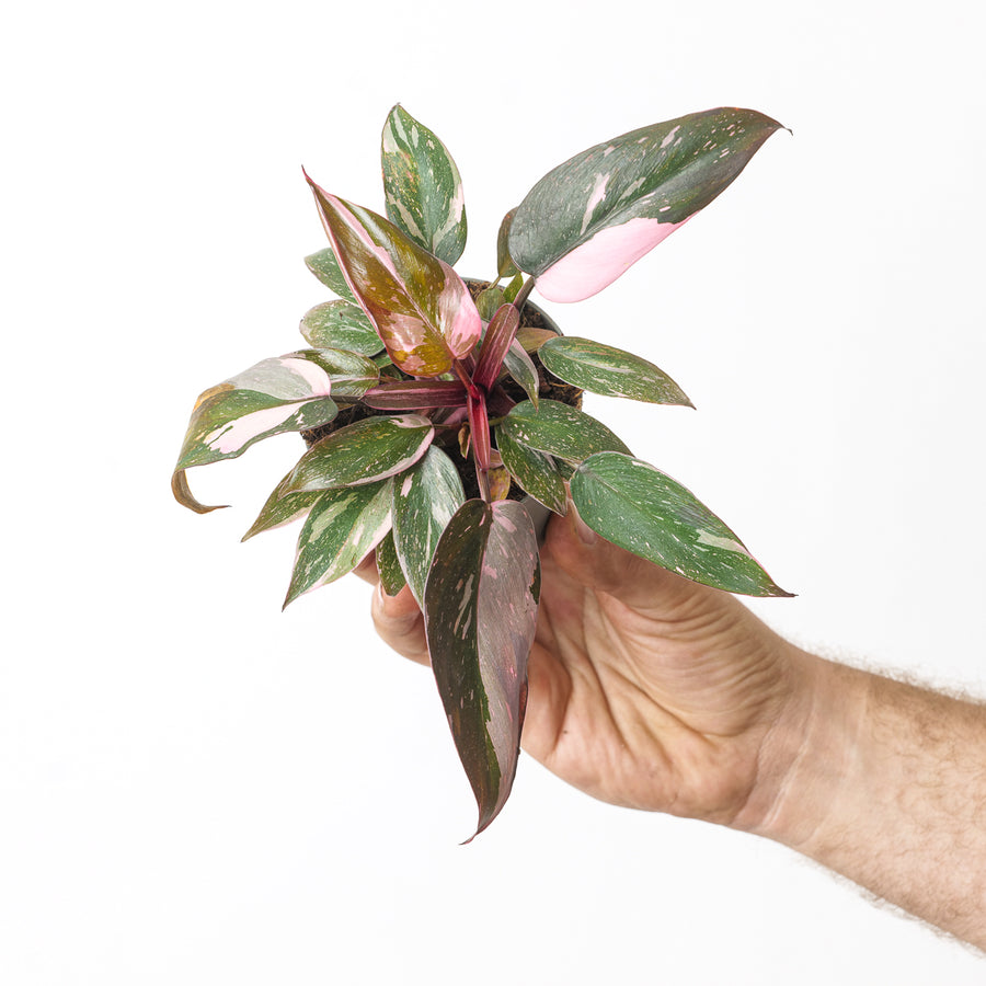 Philodendron Pink Princess - GROW TROPICALS