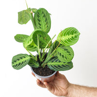 Maranta Lemon Lime