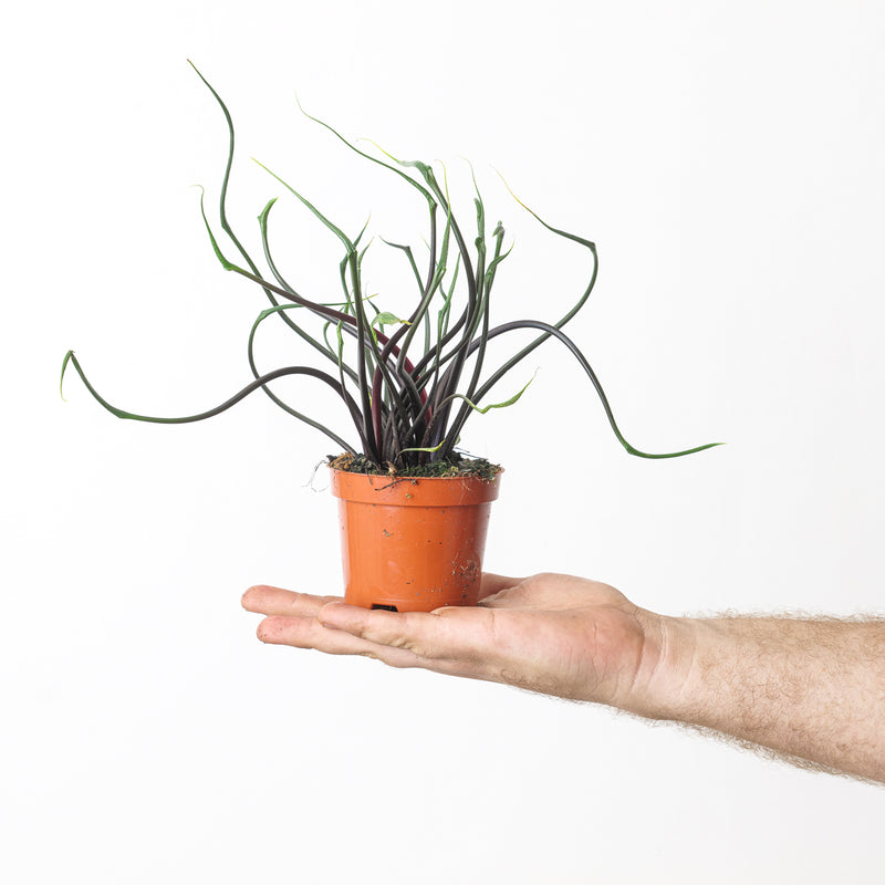 Alocasia Flying Squid 9cm Plants GrowTropicals