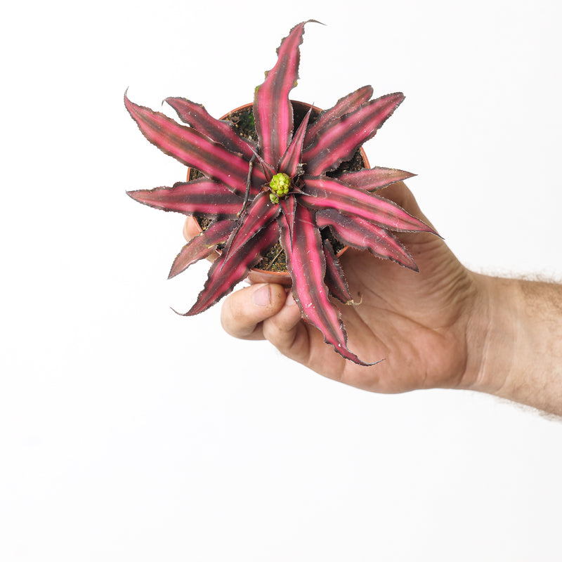 Cryptanthus bivittatus 9cm Hot Pink Plants GrowTropicals