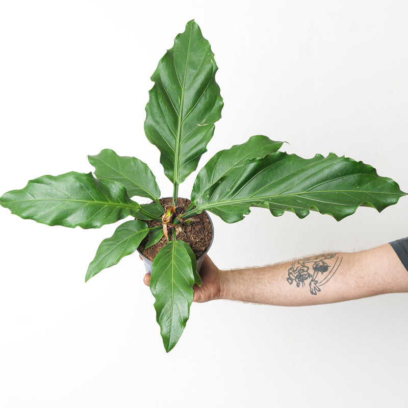 Anthurium Plowmanii 'Storm' Plants GrowTropicals