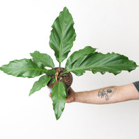 Anthurium Plowmanii 'Storm'