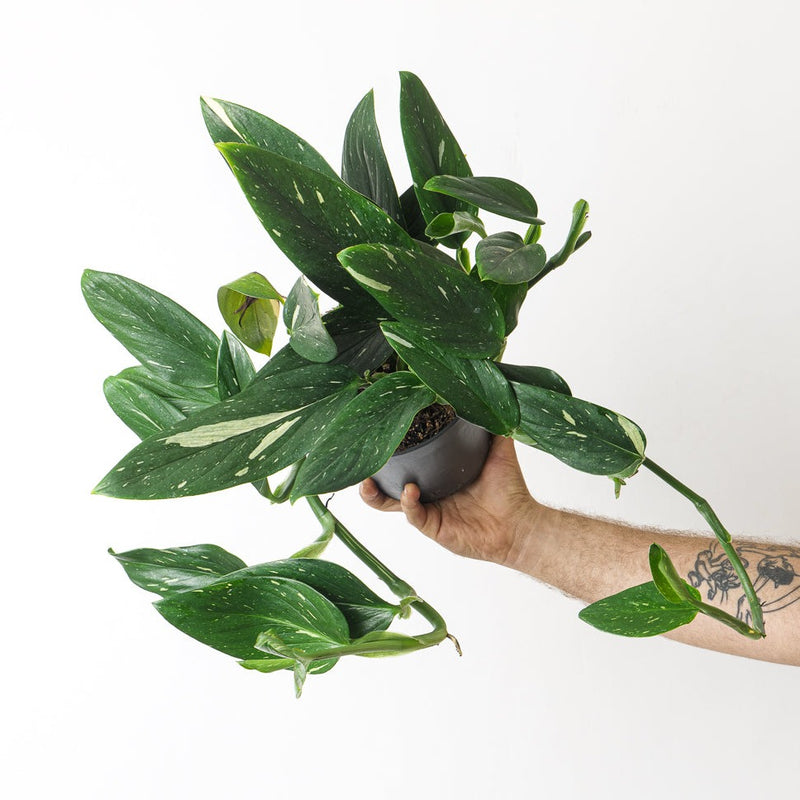 Monstera Standleyana 17cm Plants GrowTropicals