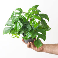 Rhaphidophora Tetrasperma