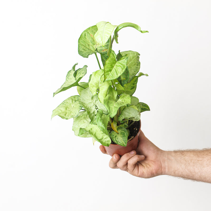 Syngonium White Butterfly Plants GrowTropicals