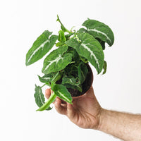 Syngonium Wendlandii
