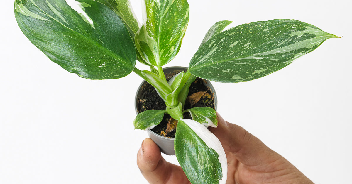 white wizard monstera Philodendron White Wizard | Plants