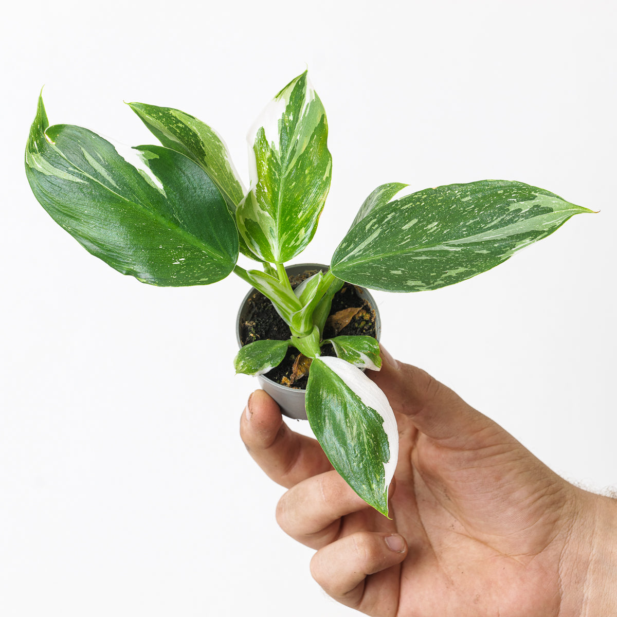 philodendron white wizard tissue culture Philodendron White Wizard | Plants