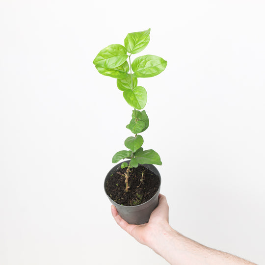 Jasminum sambac Plants GrowTropicals