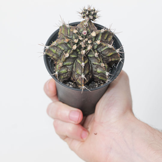 Gymnocalycium mihanovichii 'Japan' Plants GrowTropicals