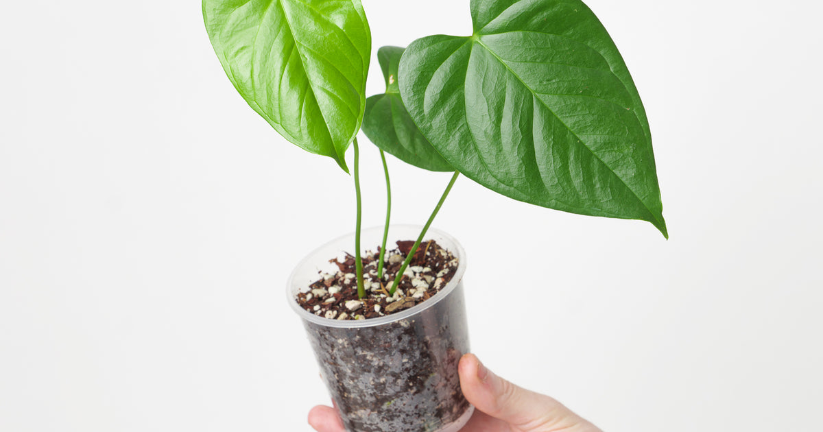 Anthurium gymnopus Purple | Plants
