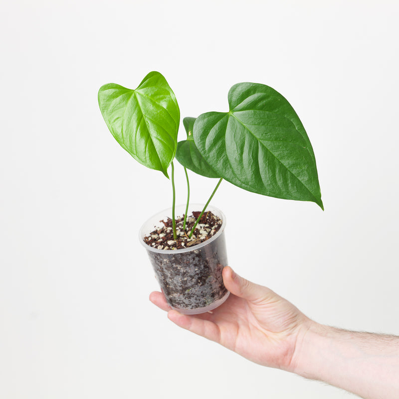 Anthurium gymnopus Purple 9cm Plants GrowTropicals