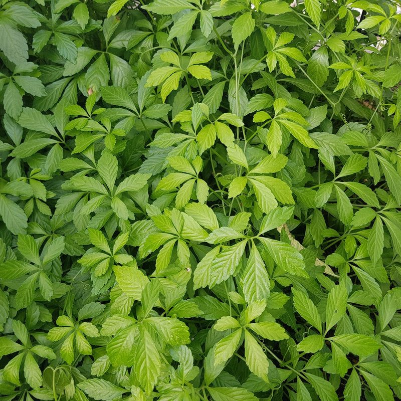 Gynostemma pentaphyllum Plants - Outdoor GROW TROPICALS