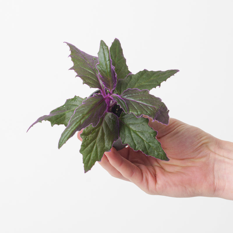 Gynura aurantiaca 'Purple Passion' Plants GrowTropicals