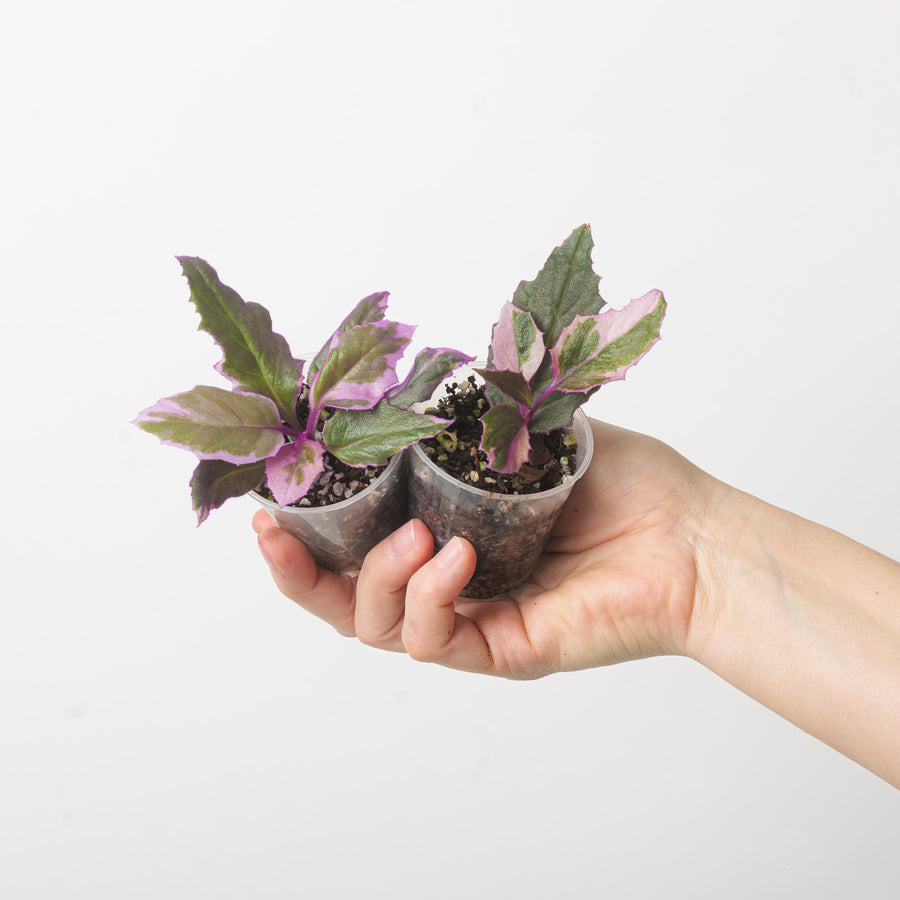 Gynura aurantiaca 'Purple Passion' Variegated 6cm Plants GrowTropicals