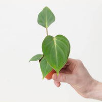 Philodendron gloriosum 'Dark Form'