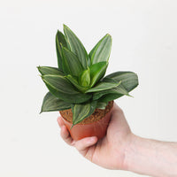 Sansevieria hahnii 'Diamond'