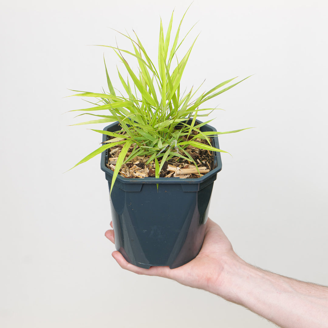 Hakonechloa macra 'All Gold' Plants - Outdoor GROW TROPICALS