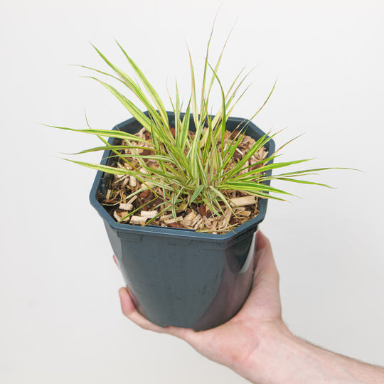 Hakonechloa macra 'Aureola' 17cm / 2L Plants - Outdoor GROW TROPICALS