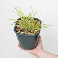 Hakonechloa macra 'Aureola'