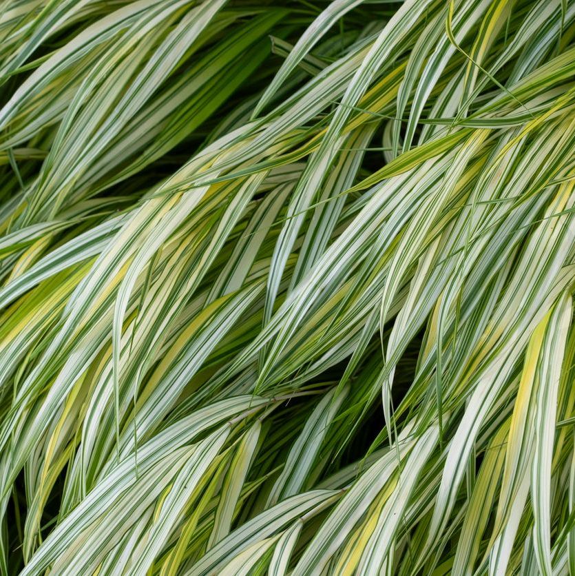 Hakonechloa macra 'Aureola'