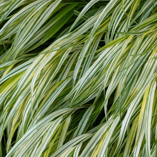 Hakonechloa macra 'Aureola' Plants - Outdoor GROW TROPICALS