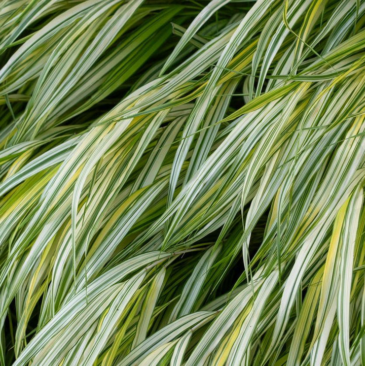 Hakonechloa macra 'Aureola' Plants - Outdoor GROW TROPICALS