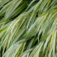 Hakonechloa macra 'Aureola'