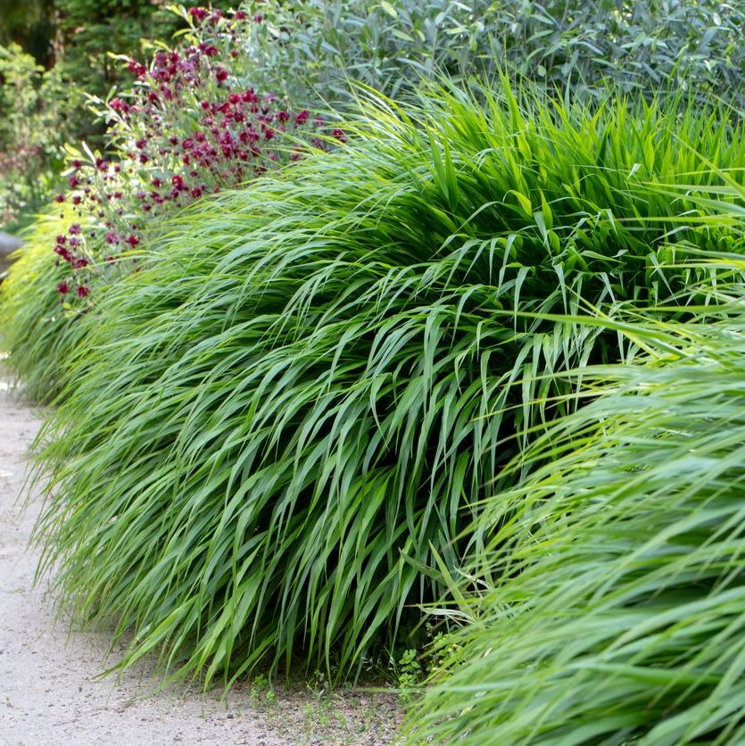 Hakonechloa macra