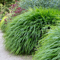 Hakonechloa macra