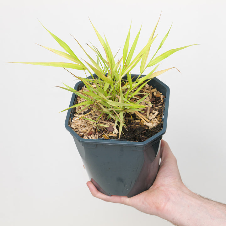 Hakonechloa macra 'Sunflare' Plants - Outdoor GROW TROPICALS