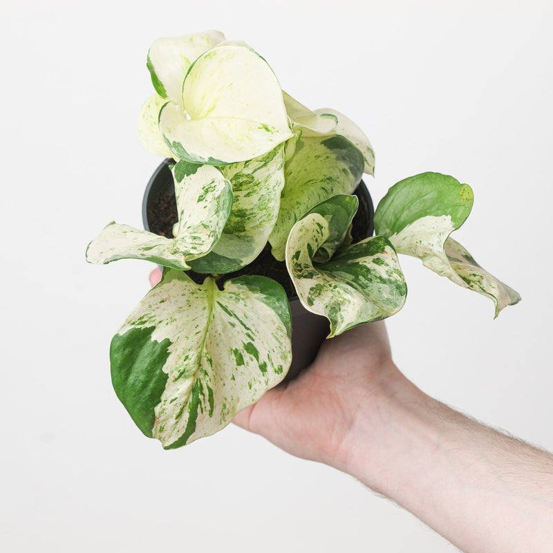 Epipremnum 'Happy Leaf' Plants GrowTropicals
