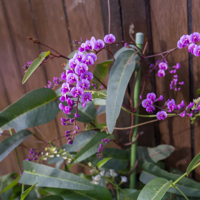Plants for Pots & Patios