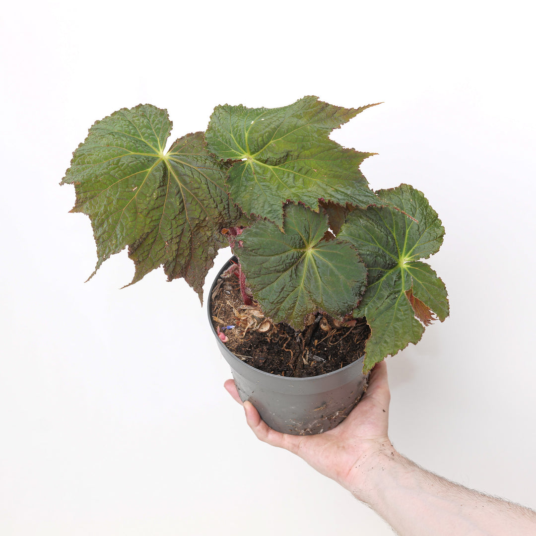 Begonia 'Harvest Moon' Plants - Outdoor GROW TROPICALS