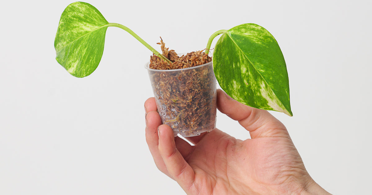 Epipremnum 'Aureum' Hawaiian Form | Plants