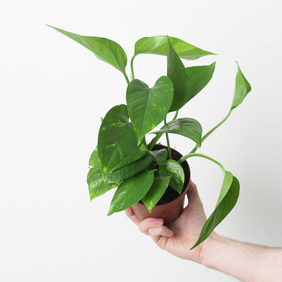 hawaiian pothos for sale near me Epipremnum 'Aureum' Hawaiian Form