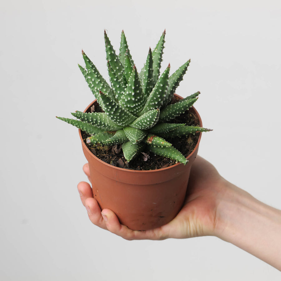 Haworthia pumila - GROW TROPICALS