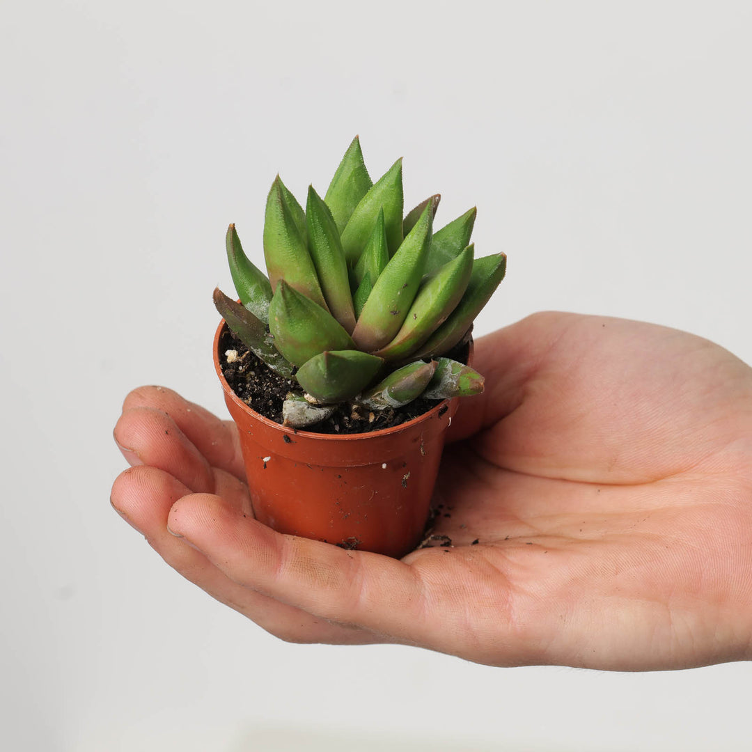 Haworthia hybrid - GROW TROPICALS