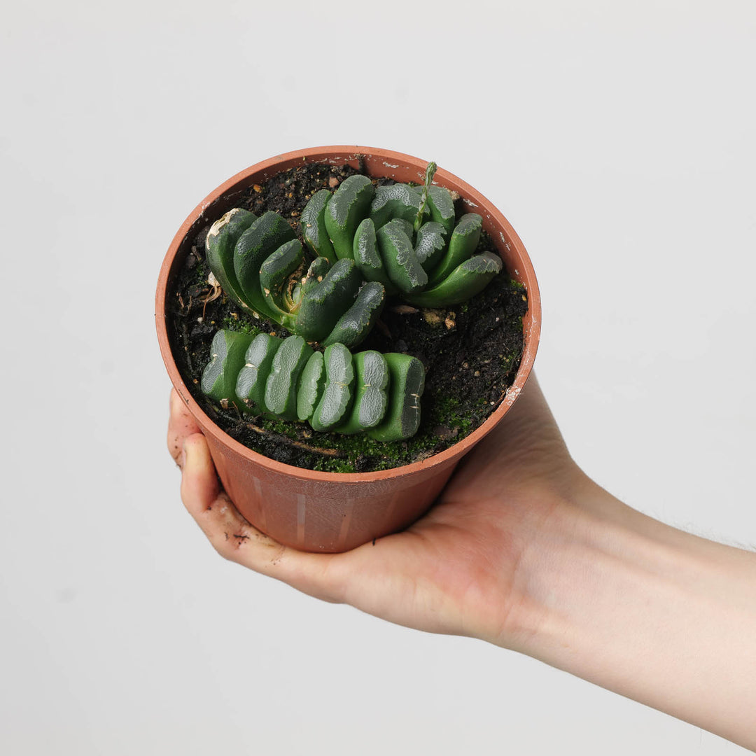 Haworthia truncata - GROW TROPICALS