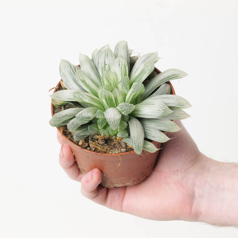 Haworthia cymbiformis variegata 10.5cm Plants GrowTropicals