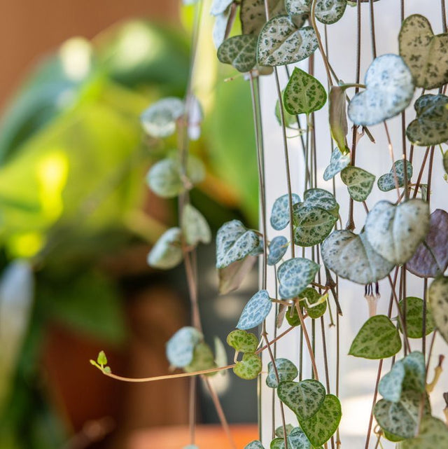 Trailing Houseplants