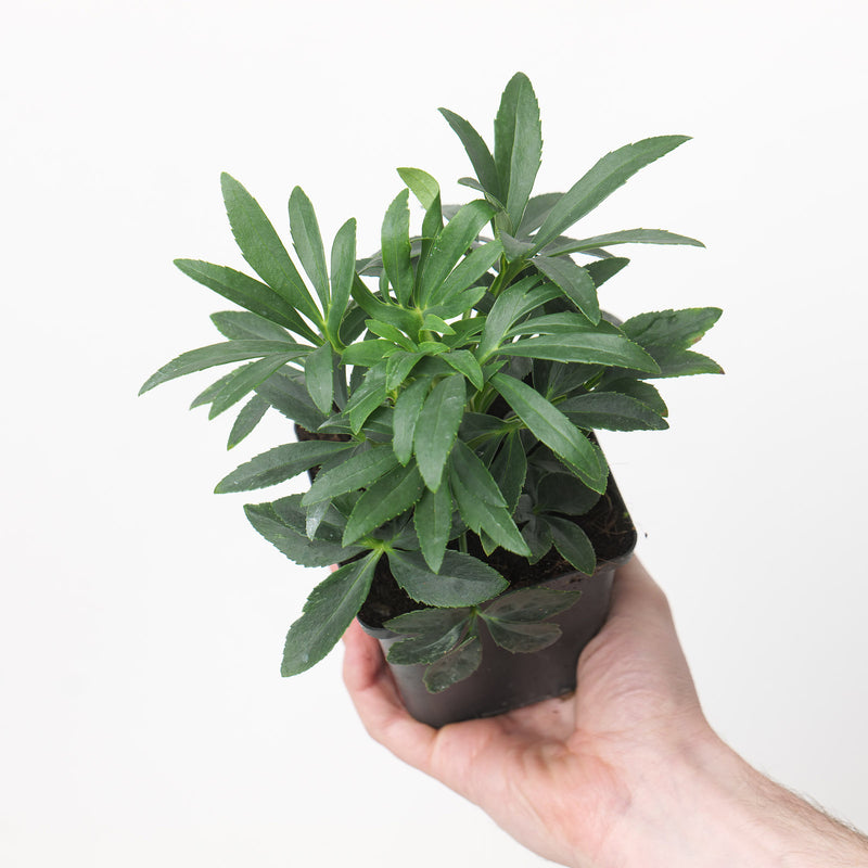Helleborus foetidus — 9cm / 0.5L