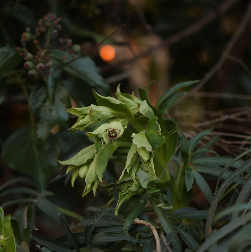 Helleborus foetidus