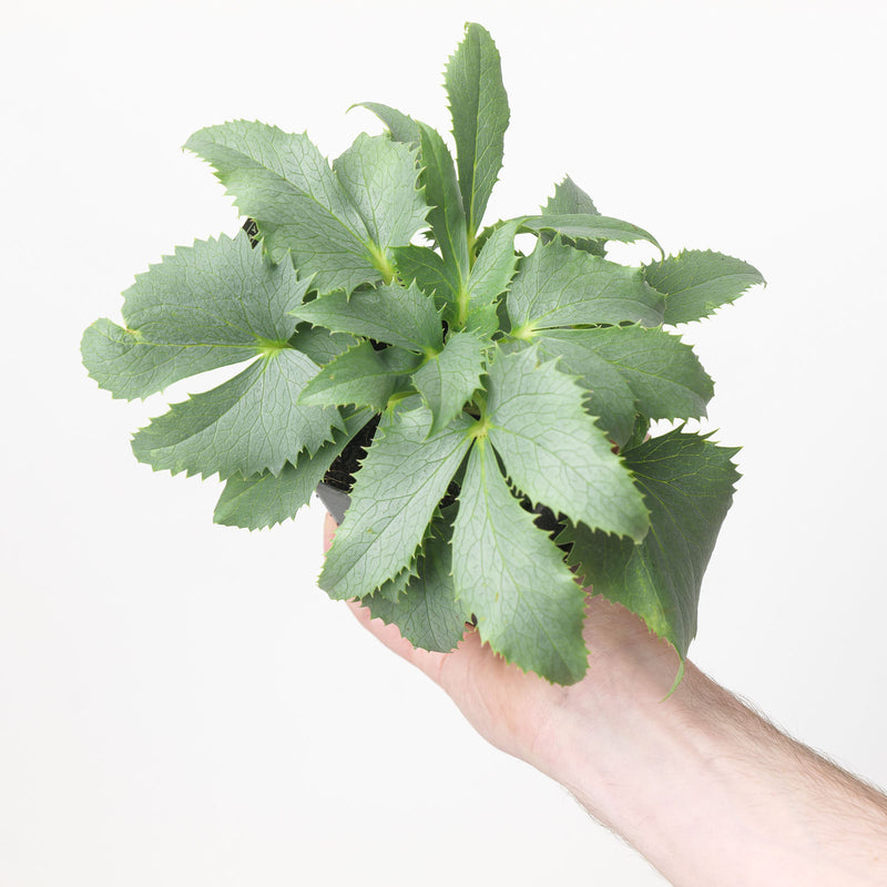Helleborus argutifolius 'Silver Lace' — 9cm / 0.5L