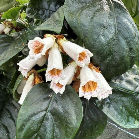 Hemiboea subcapitata Plants - Outdoor GROW TROPICALS