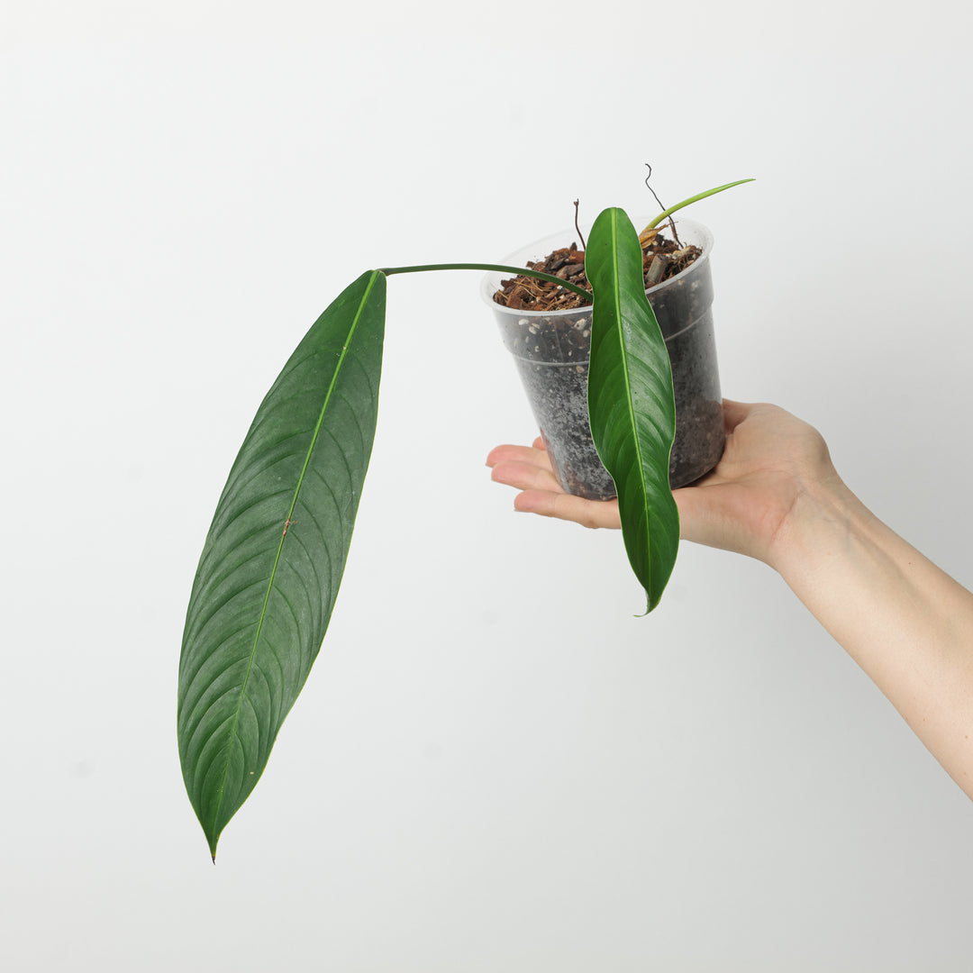 philodendron heterocraspedon Philodendron Heterocraspedon