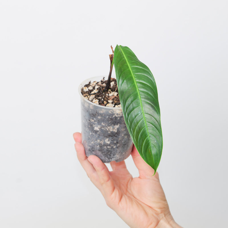 Philodendron Heterocraspedon Plants GrowTropicals