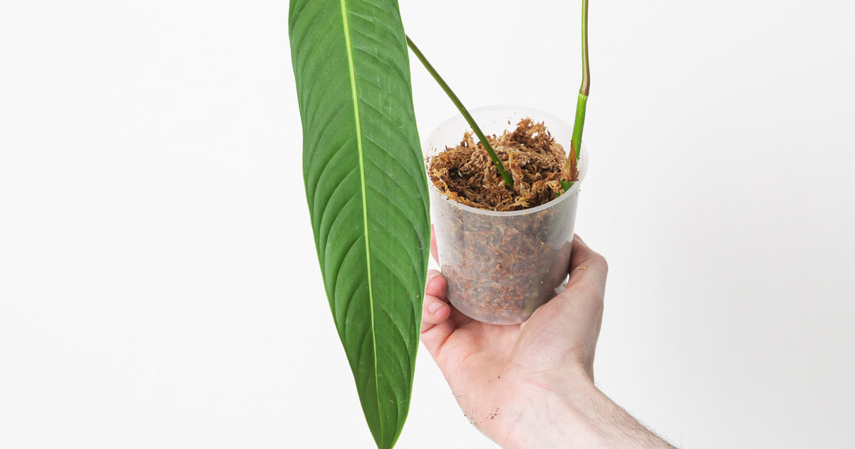 philodendron heterocraspedon mature Philodendron Heterocraspedon | Plants