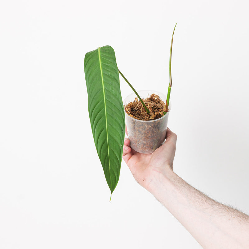 Philodendron Heterocraspedon 12cm Plants GrowTropicals