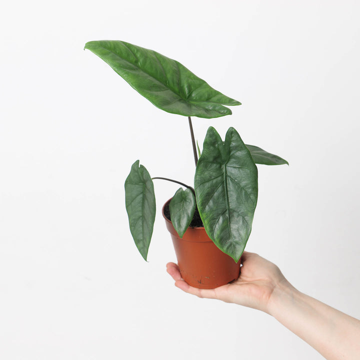 Alocasia heterophylla 'Silver' - GROW TROPICALS